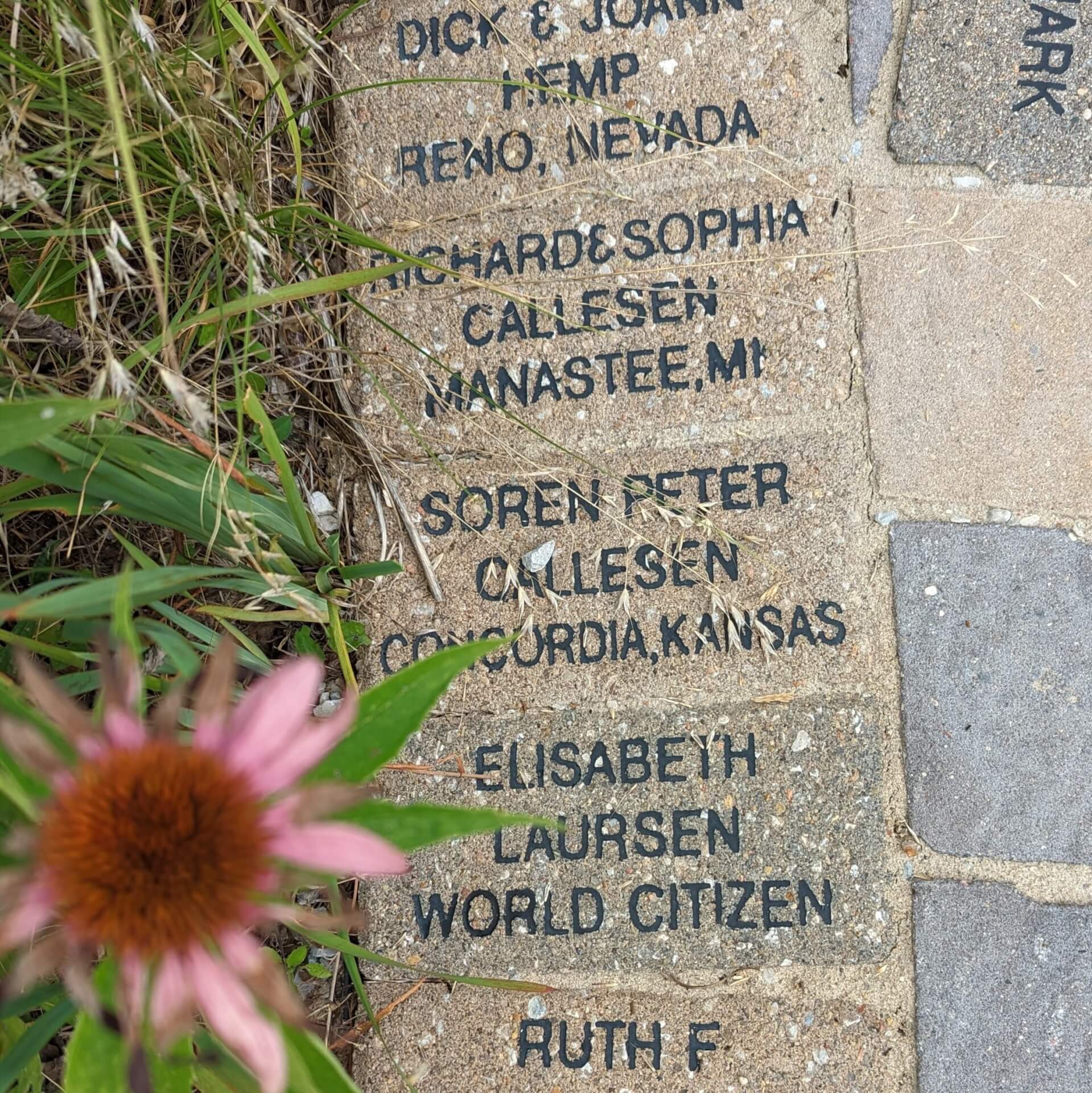 words written on a sidewalk next to the grass and a flower