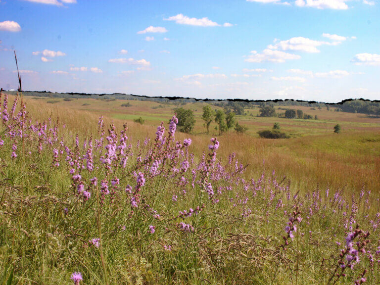a view of a prairie landscape. Blue sky fills the top part of the image, with green and yellow grass below. Purple flowers grow in the center.