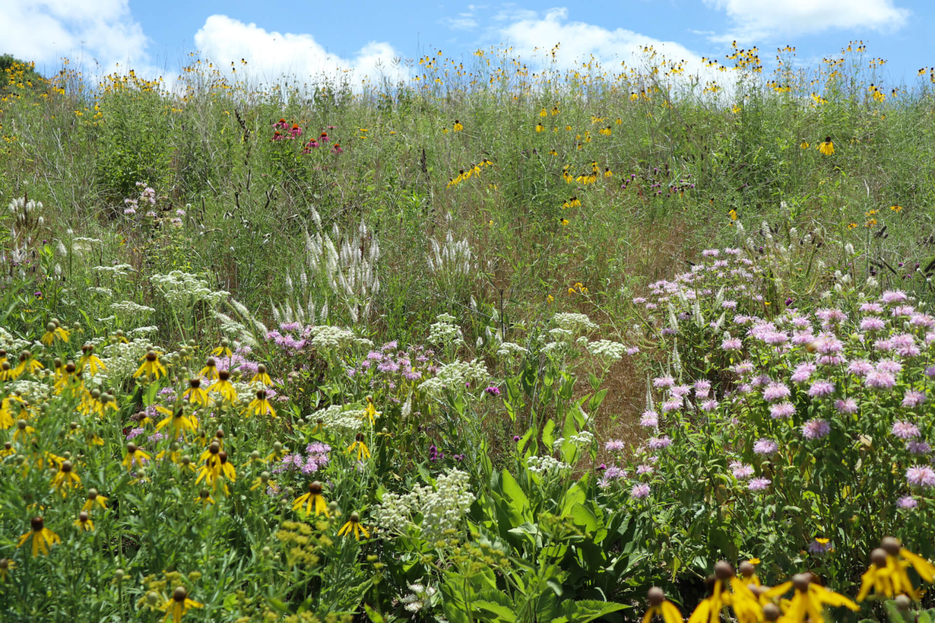 The flora of the Jens Jensen Prairie Landscape Park.